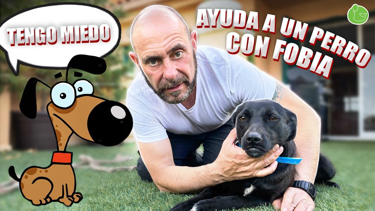 Rehabilitación Perro con Miedo (Parte 1)