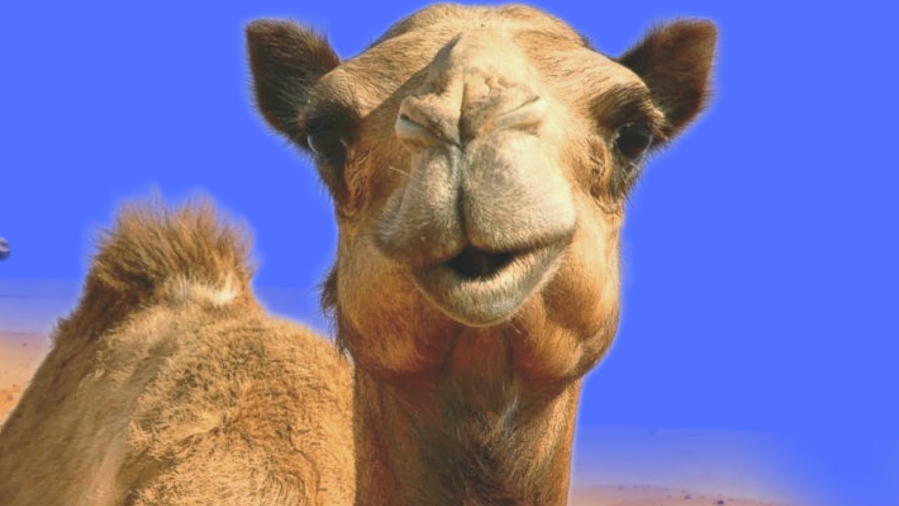 Ou&ccedil;a o Som dos Camelos | Camelos do Deserto