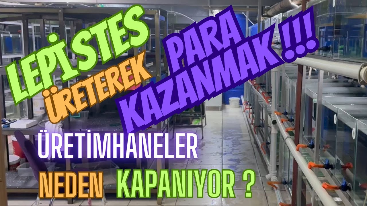 LEPİSTES ÜRETEREK PARA KAZANMAK -ÜRETİMHANELER NEDEN KAPANIYOR? 