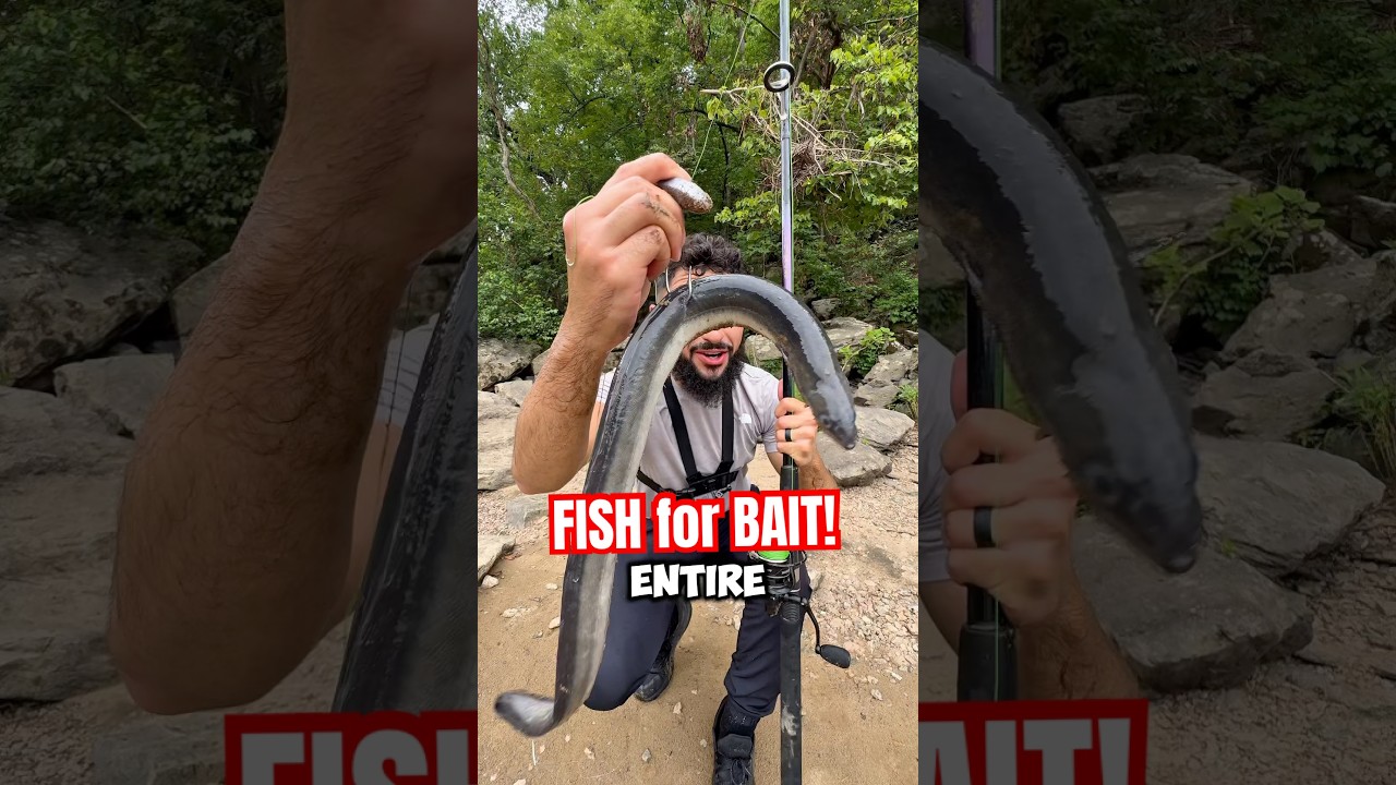 BIG BAIT BIG FISH?