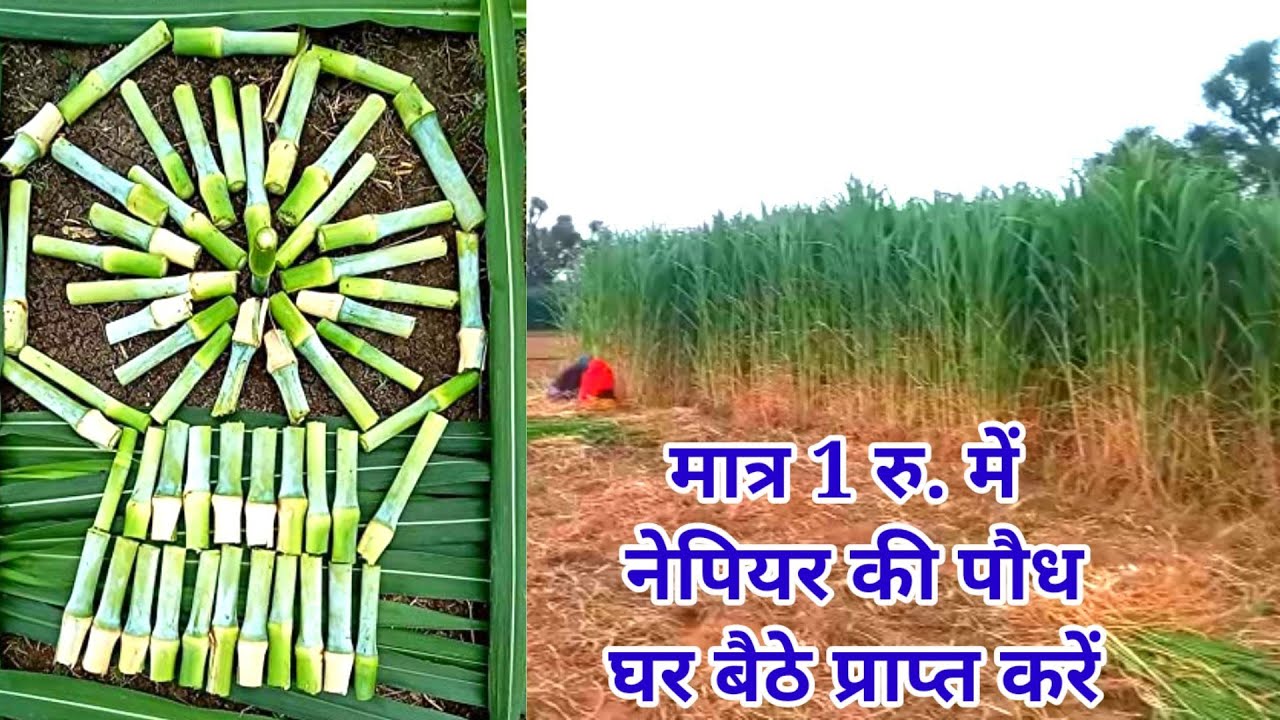 ताइवान जॉइंट किंग नेपियर ग्रास।सबसे अच्छा हरा चारा का बीज कैसे व कहाँ से खरीदें। सुपर घास की खेती