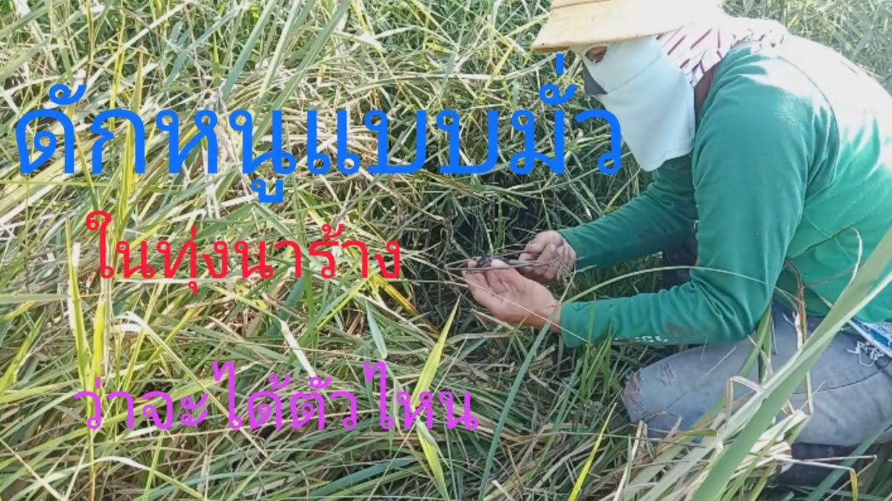 ดักหนูแบบมั่วๆในทุ่งนาร้าง