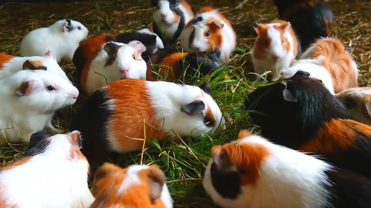 Eating Guinea pig ASMR, cute Guinea pig videos, Guinea pig eating grass, morning routines 