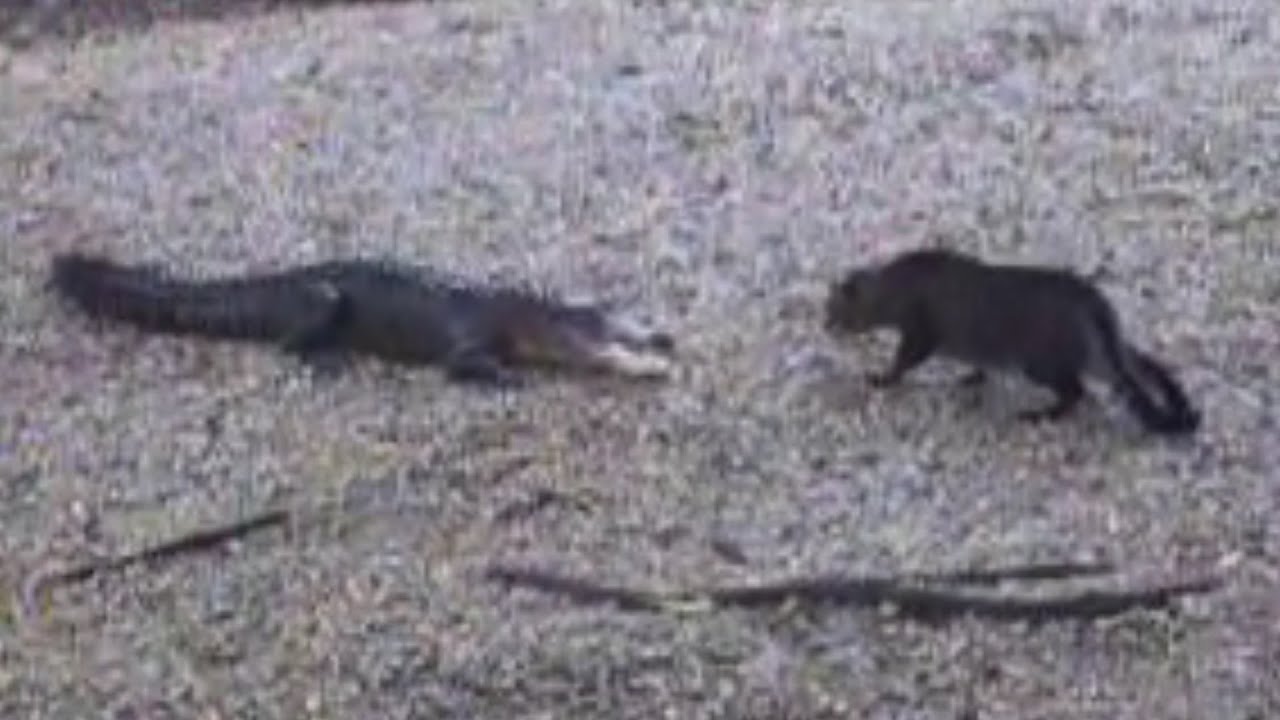Now Who's The Scaredy Cat? | Alligator vs. Housecat