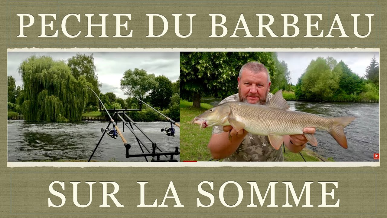 Pêche du BARBEAU sur la Somme.    4K