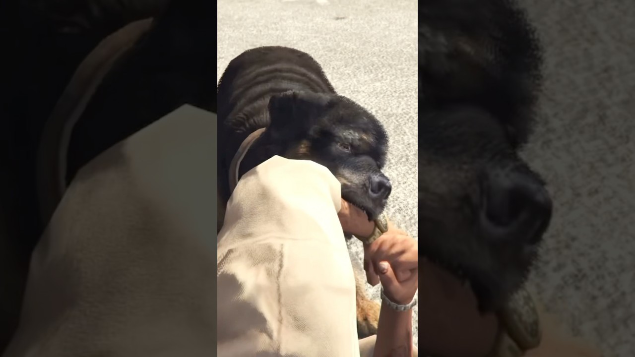 Chop Might Be Old&hellip; But He&rsquo;s Still Dangerous