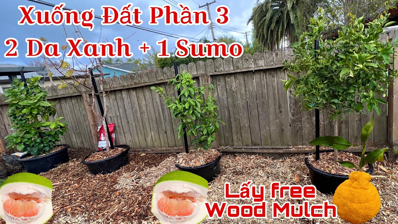 Xuống Đất Tiếp 2 cây Bưởi Da Xanh + 1 cây Quýt Sumo. Lấy FREE Wood Mulch về dùng cho Garden K049