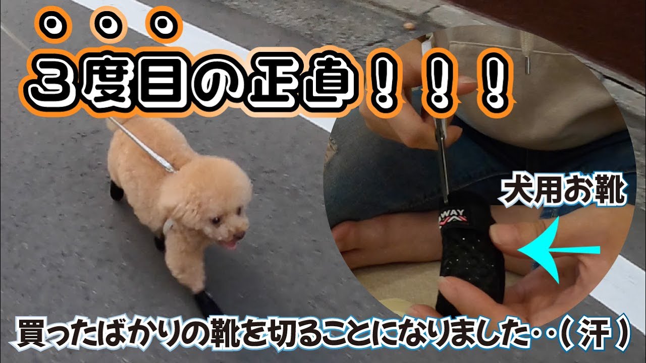 【お買い物編】脱げない犬靴を探し求めたら‥走らない犬がダッシュしました！！！