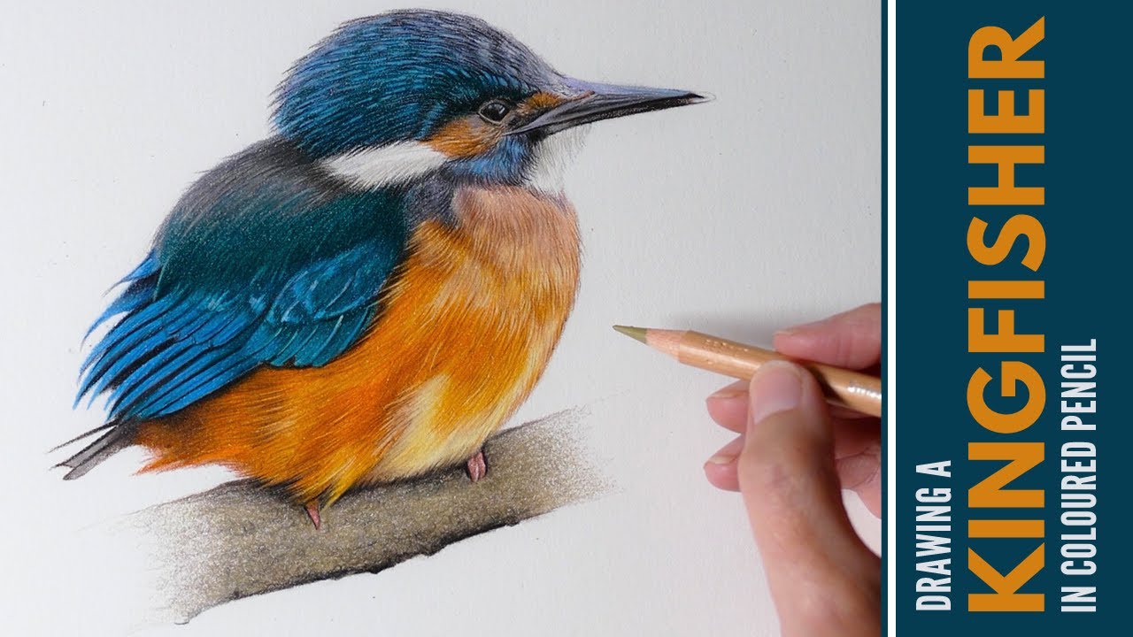 Drawing a Kingfisher in Colored Pencil | Timelapse Speed Drawing | Realistic Bird Drawing |