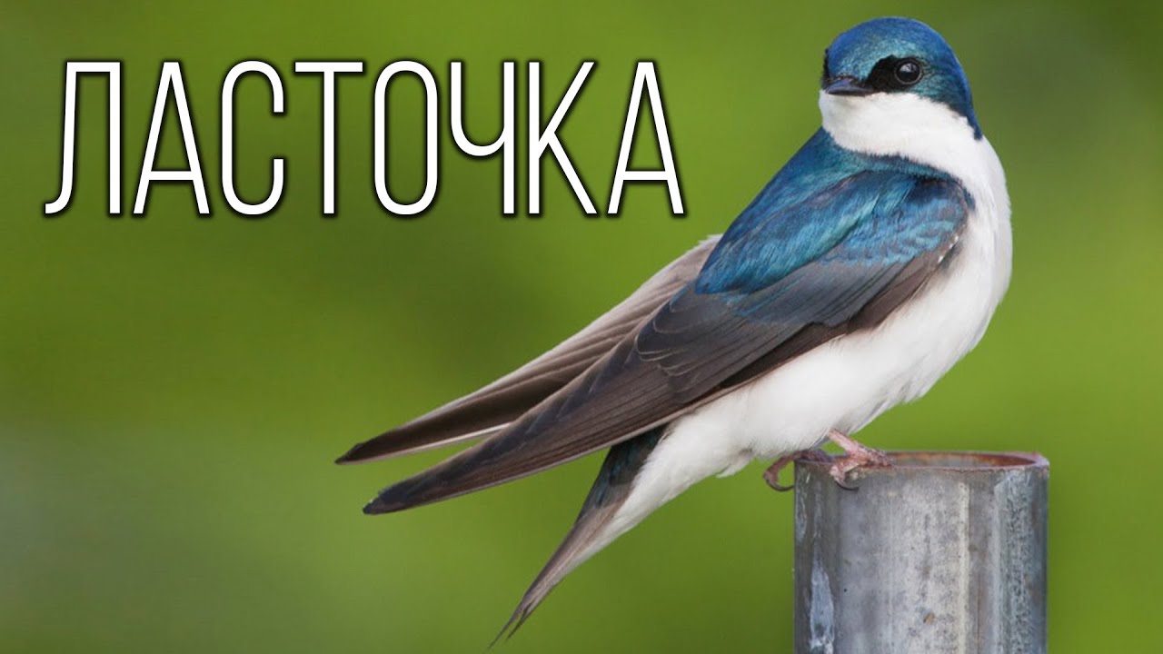 Ласточки: Небесные Акробаты | Интересные факты про ласточек