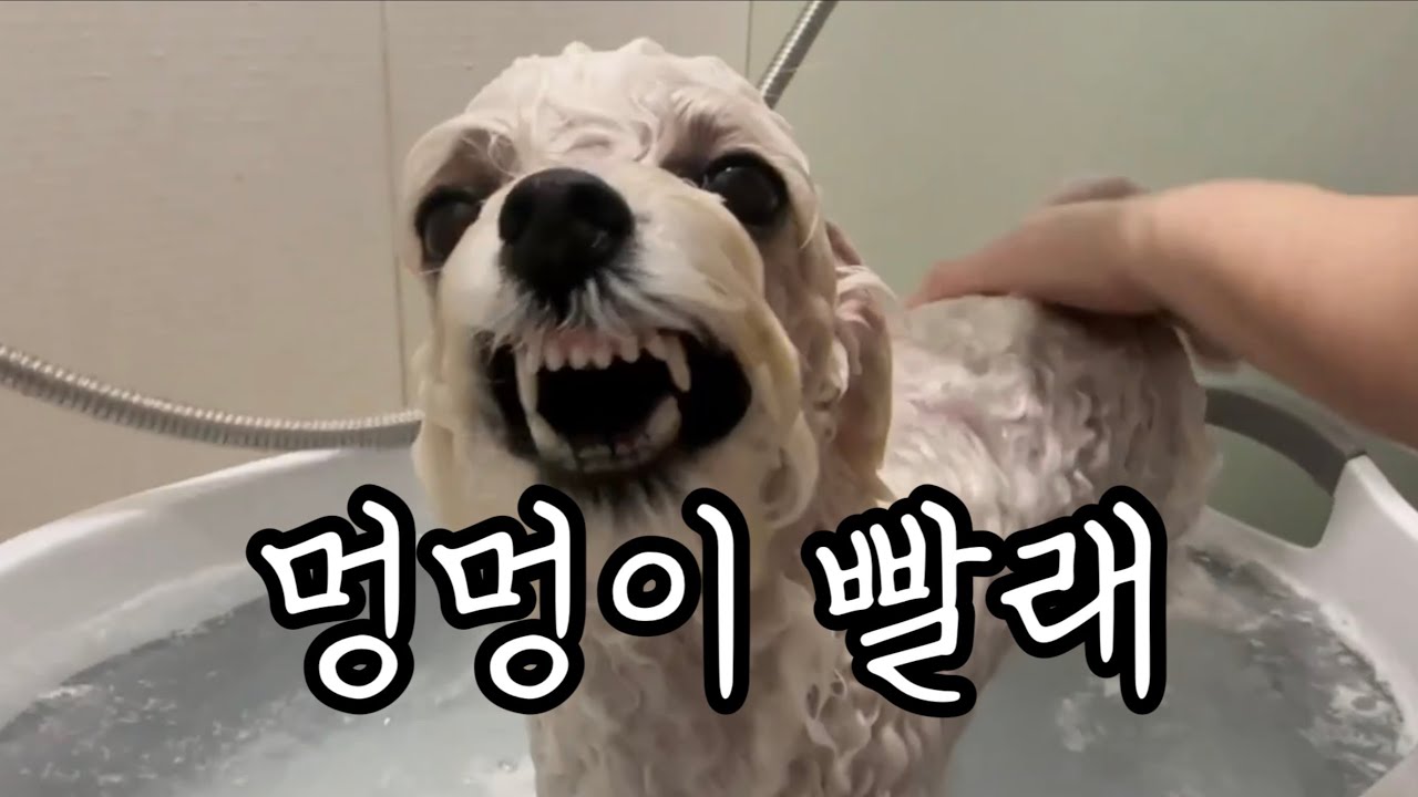 누구세요..? feat. 강아지 빨래하는 날