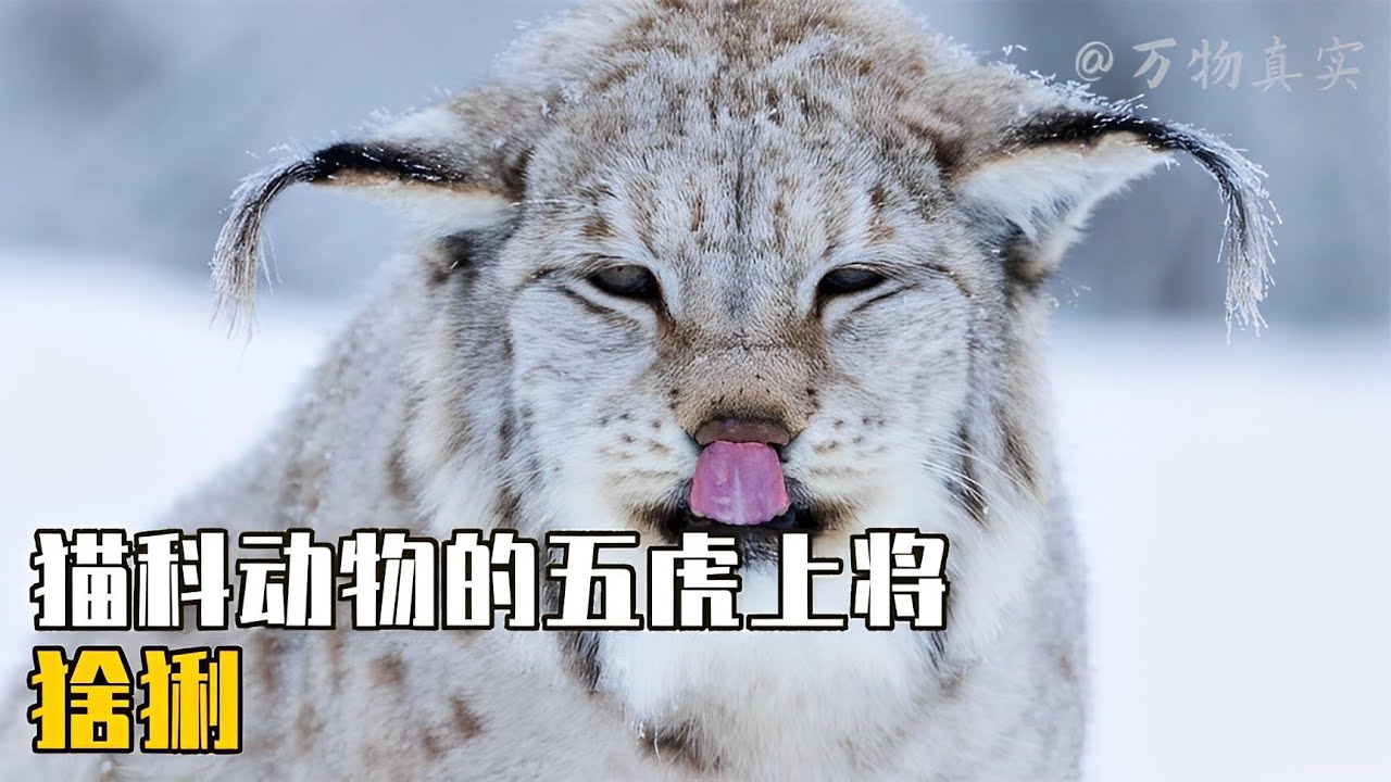 专业杀狼的猞猁，竟然每年都会和狼发生战争，究竟和狼有什么仇怨【万物真实】