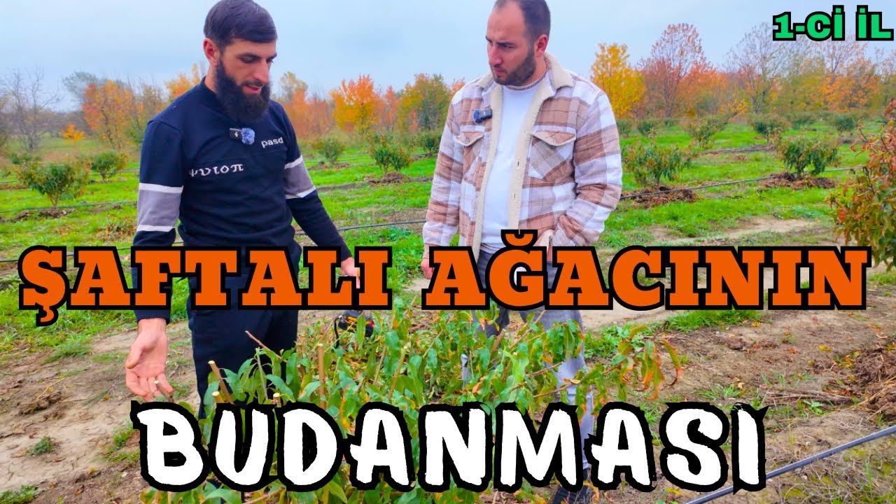  ŞAFTALI AĞACININ BUDANMASI NECƏ OLMALIDI ?