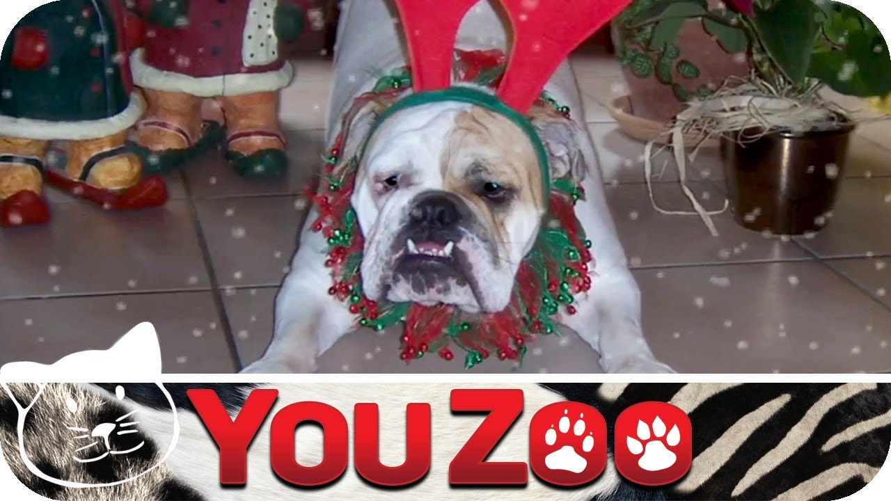 Tierische Weihnachten - Lustige Tierbilder unterm Weihnachtsbaum │YouZoo
