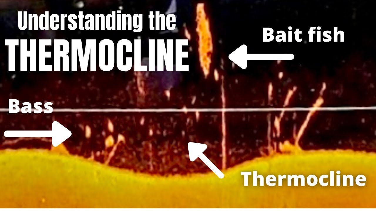 Understanding the Thermocline (How to find bass and baitfish)