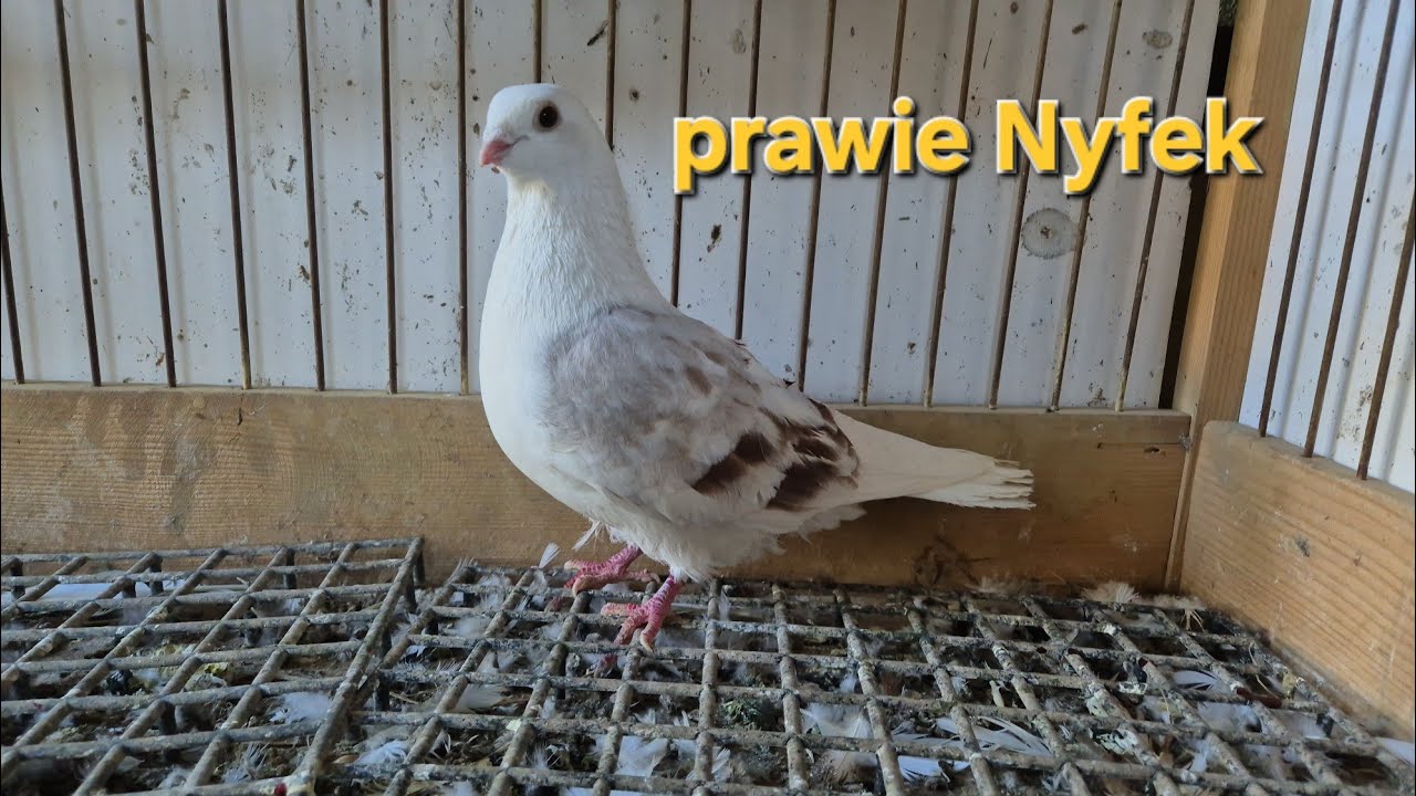 Dziś jastrząb pom&oacute;gł złapać obcego ,,Nyfek