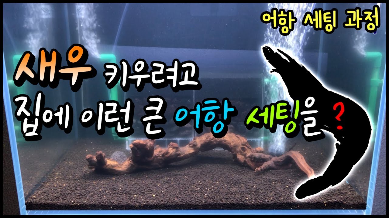 집에서 새우를 키운다고? 관상용 새우 CRS 어항 세팅하기!