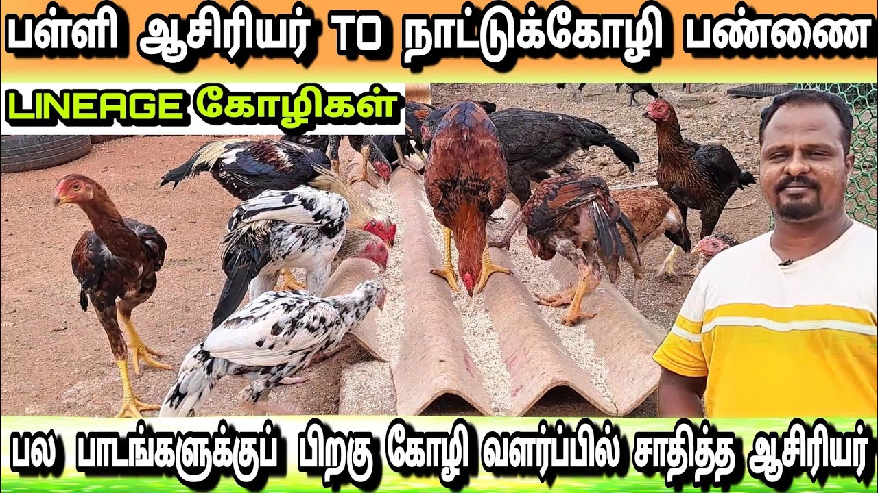 நாட்டுக்கோழி வளர்ப்பில் அசத்தும் பள்ளி ஆசிரியர் | Lineage peruvedai nattu kozhi valarpu in tamil |