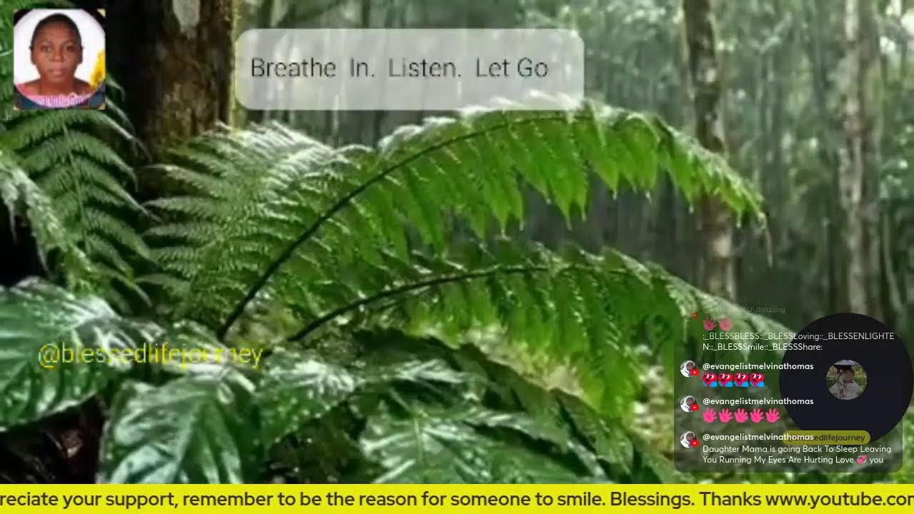Jungle Rain & Gentle Ferns | Relaxing Ambience for Your Journey
