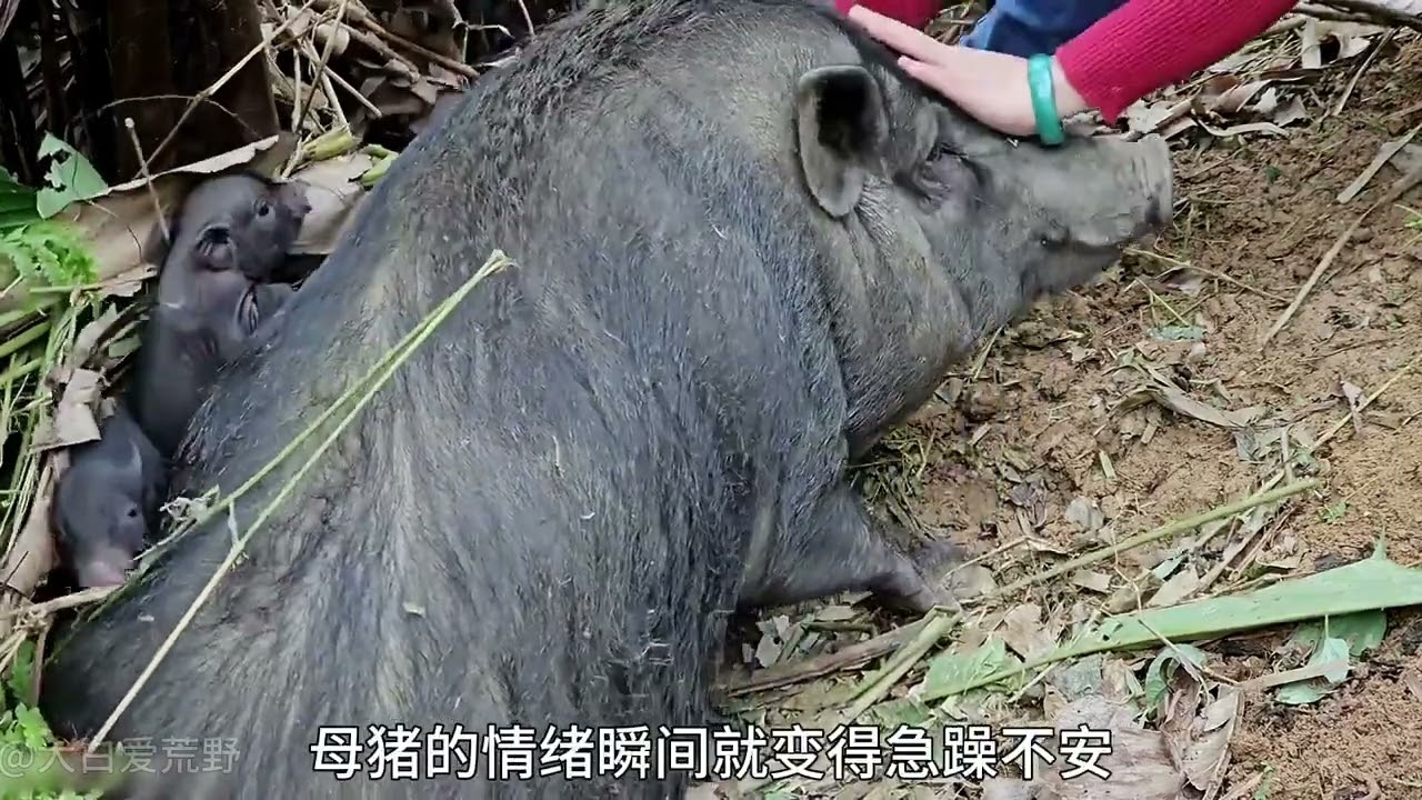 第65集|-丽娜独居丛林打造农庄，大黑猪产下一窝幼崽#野外生活纪录片 #记录真实生活 #建造田园生活