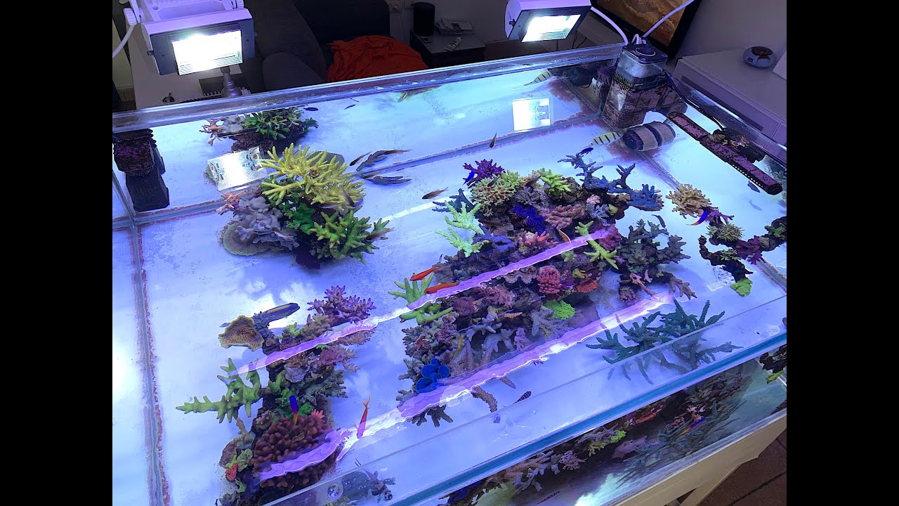 Update 2020 - mi acuario  marino