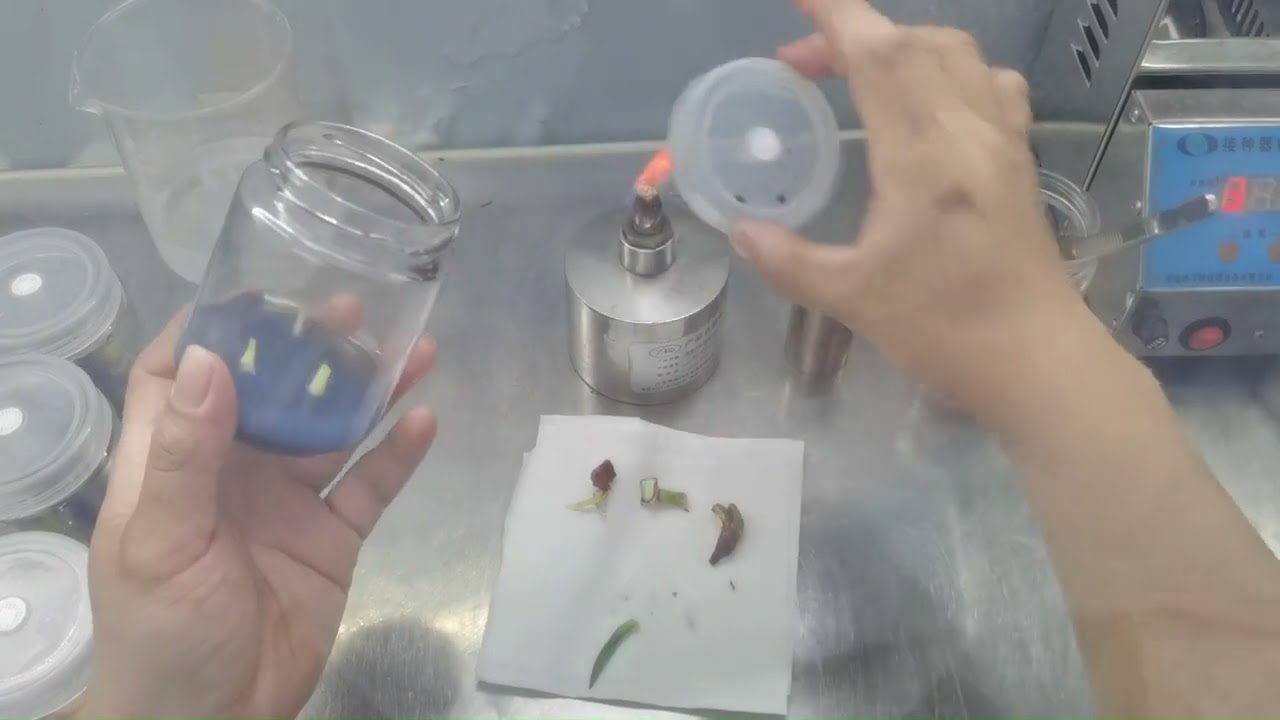 组培朱顶红：你知道朱顶红小芽怎么长出来的吗？看完让你心动吗？