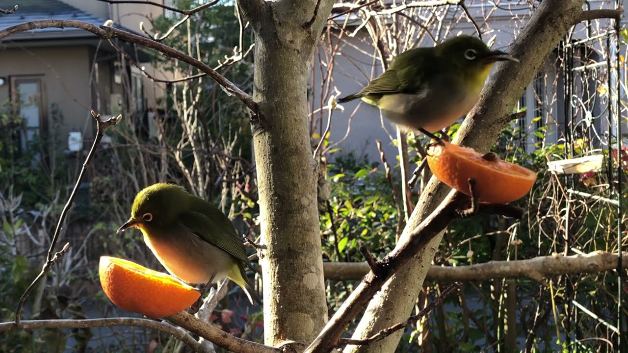 2026年1月24日　今朝のメジロくん