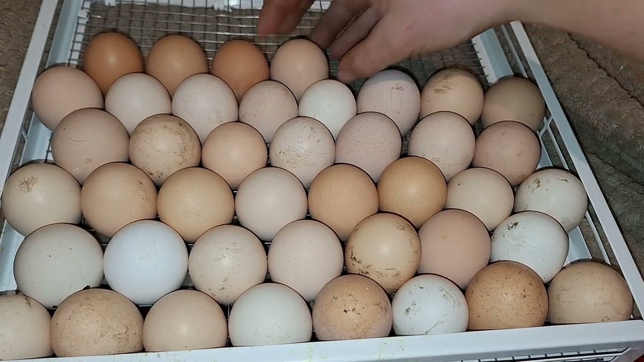 Яке яйце вибрати на інкубацію ⁉️ Ступенева закладка продовжується 🫣