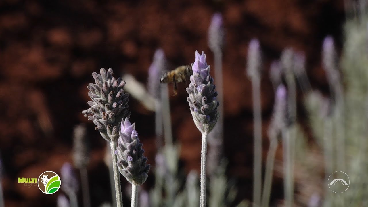 Multi Agro: Plantação de Lavanda