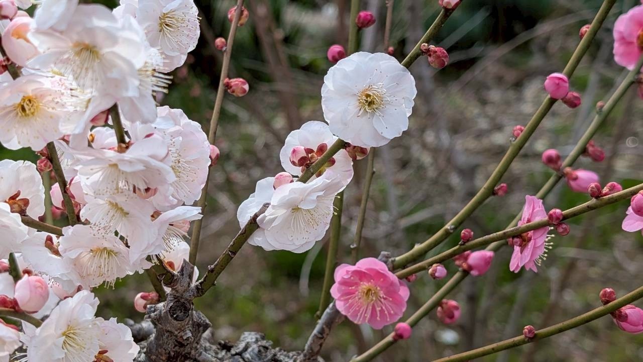 月ヶ瀬梅林　2026年3月7日