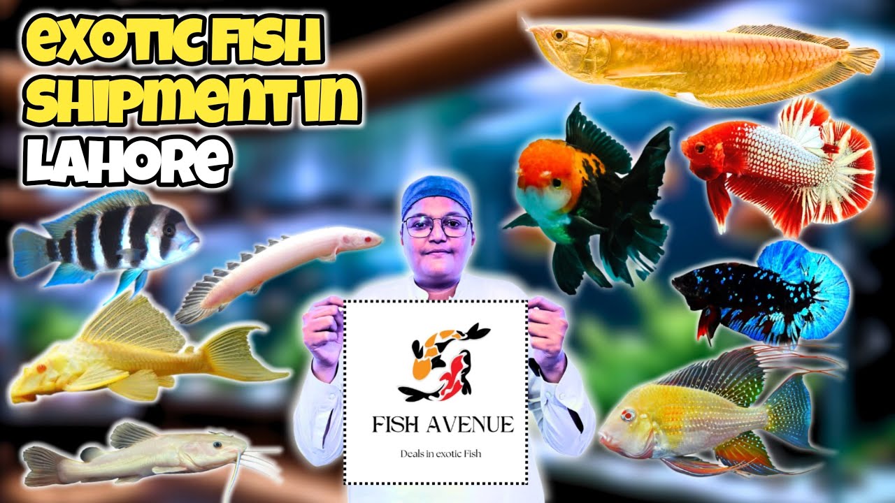 Fish Avenue Lahore | New Exotic Fish Shipment Update 2025 | Aquarium Fish Delivery All Over Pakistan