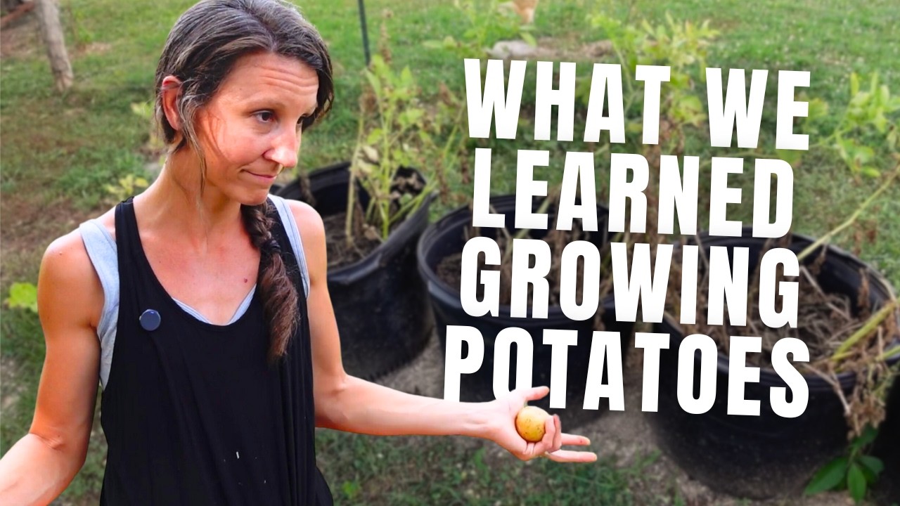 We tried growing potatoes in BUCKETS and this is what happened.