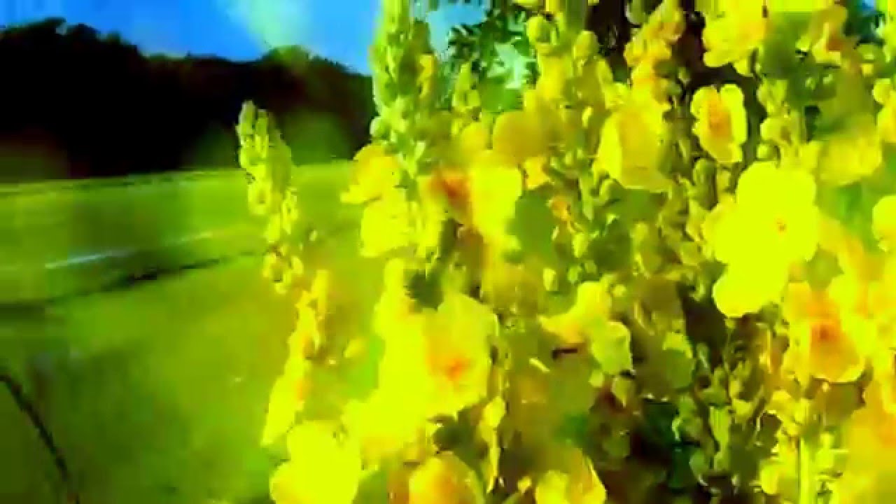 Rosina Mia Cumi era bella Rusina mia Club Dance Remix
