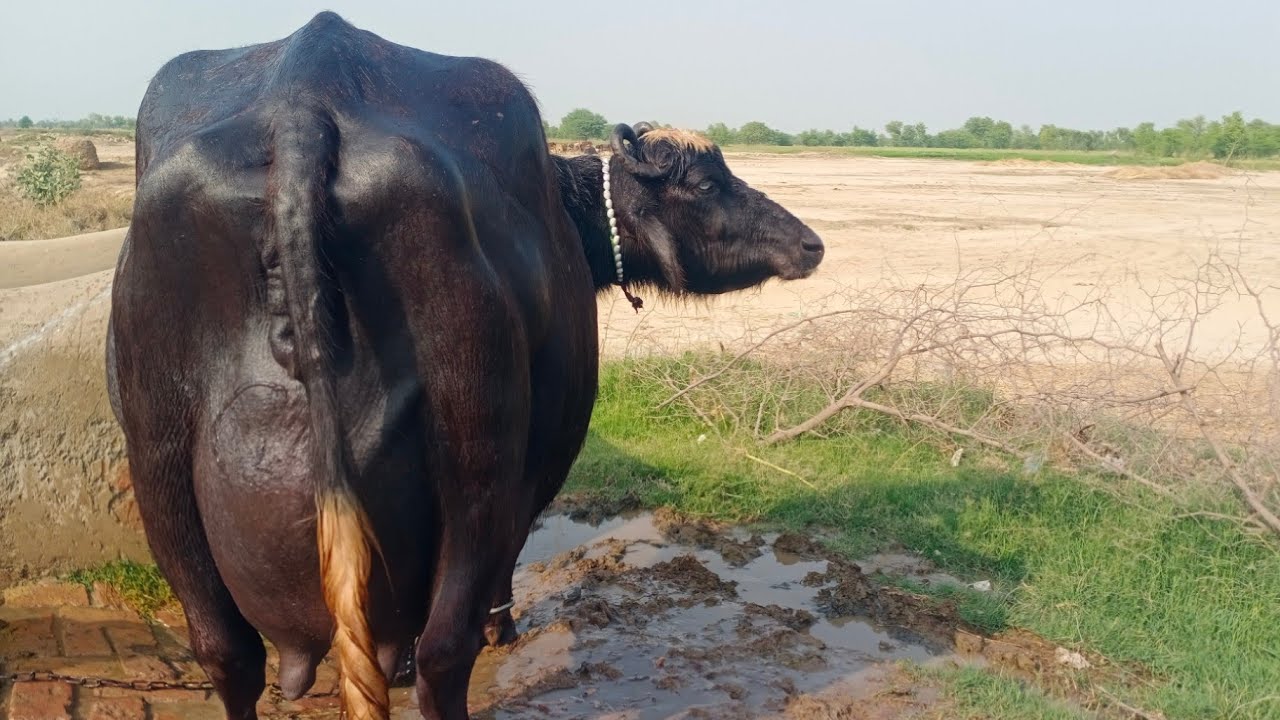 Pure Neeli Ravi Buffalo Pakpattan punjab TV