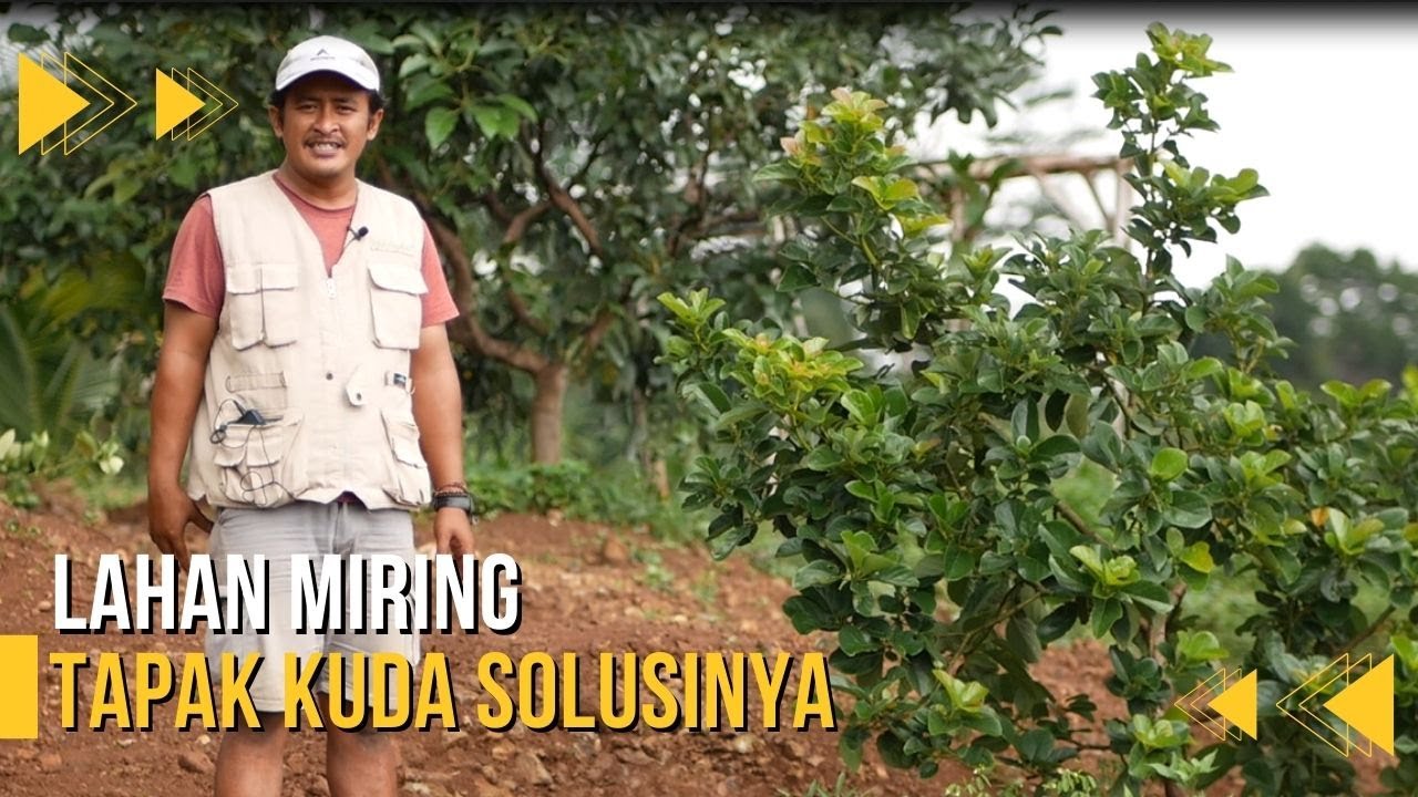 TANAM ALPUKAT MODEL TAPAK KUDA PADA LAHAN MIRING! APA KELEBIHAN DAN KELEMAHANNYA!