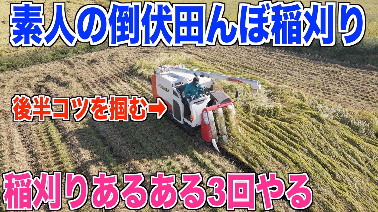【倒伏の田んぼ】素人がやらかす稲刈りあるあるご紹介します 30代米作り奮闘記#129