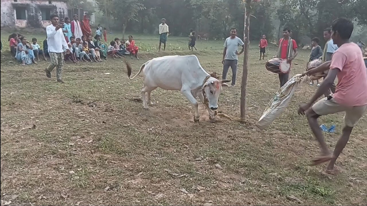 jharkhandi sanskriti sohrai parab barad bhidka