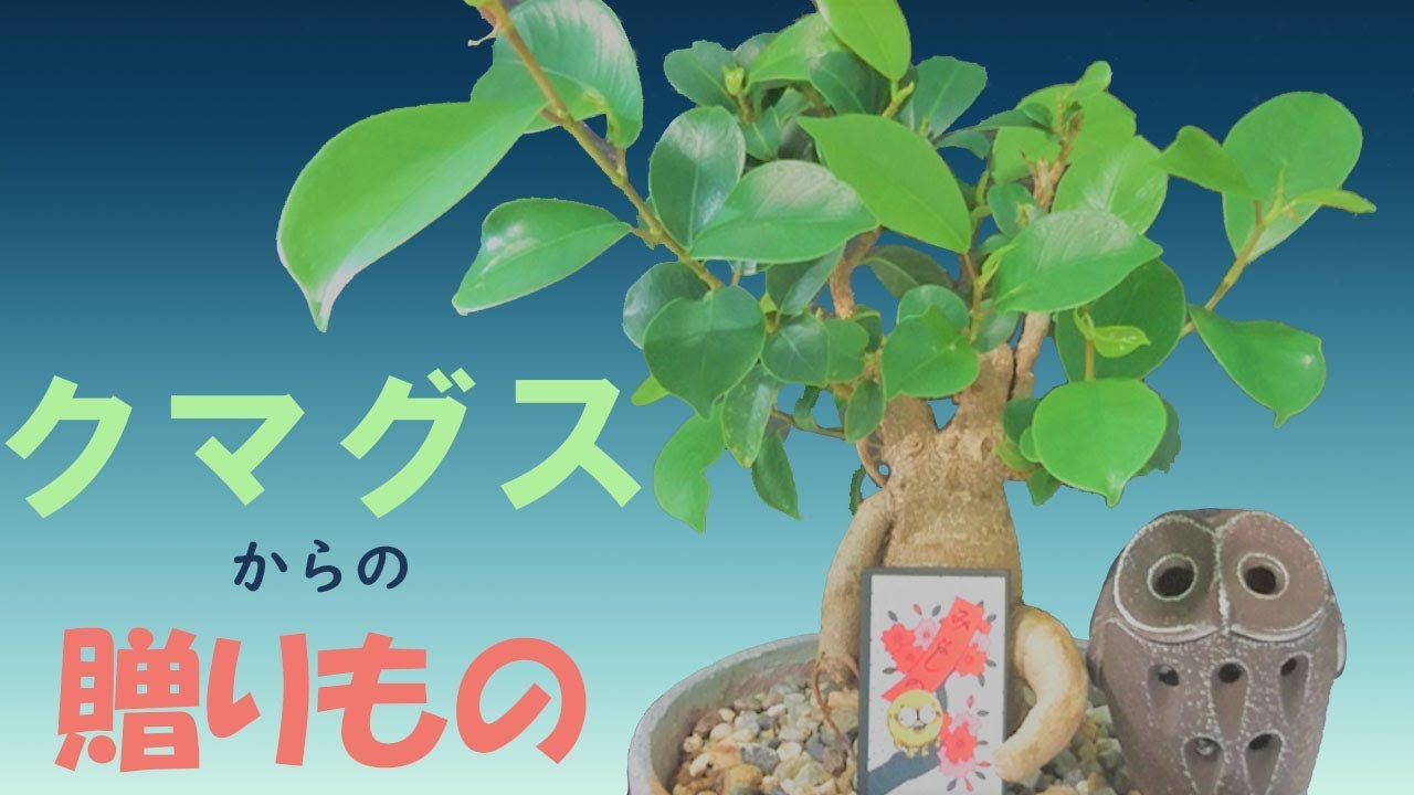 【ガジュマル】クマグスからの贈りもの