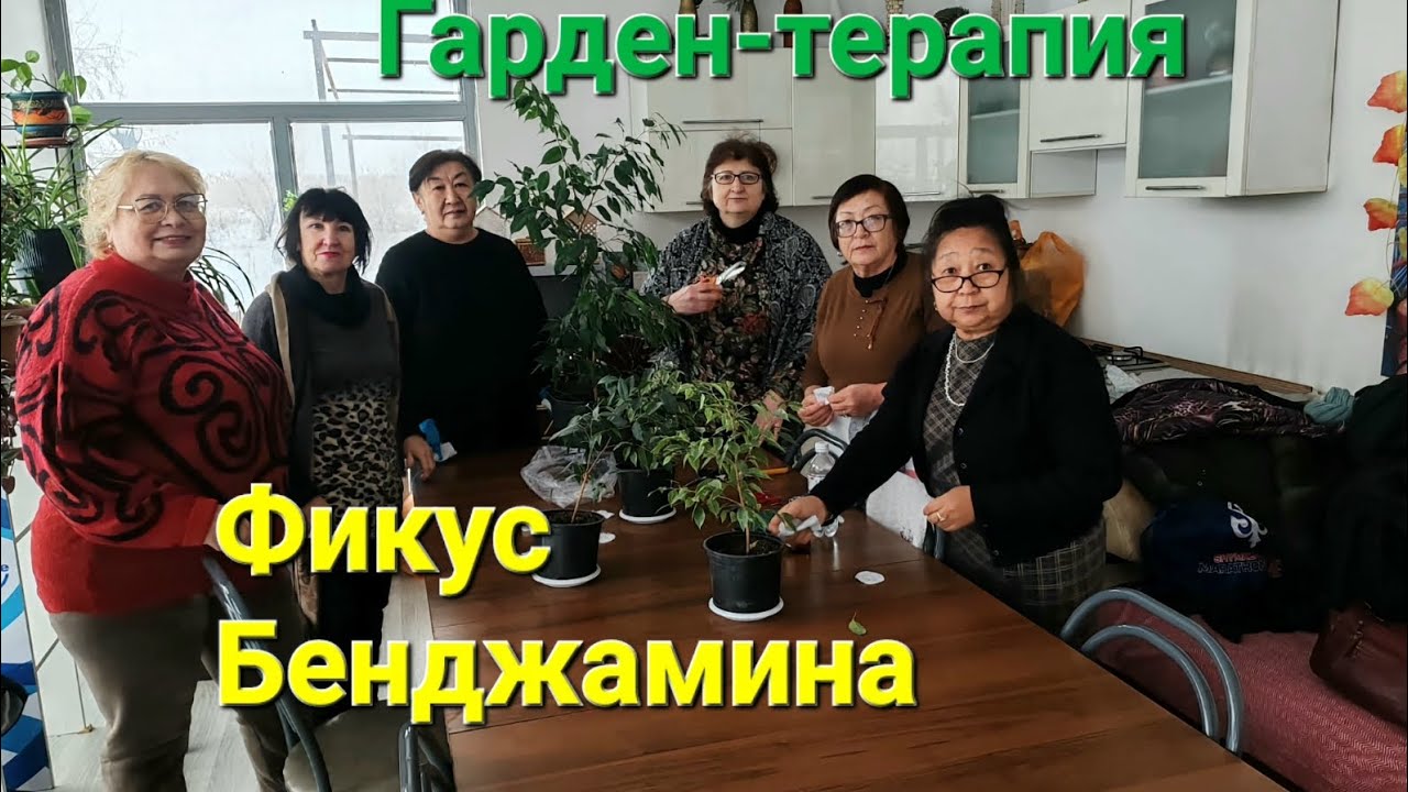Урок по Гарден-терапии в ЦАД г.Алматы. Формирование кроны фикуса Бенджамина#социальныйпроект 