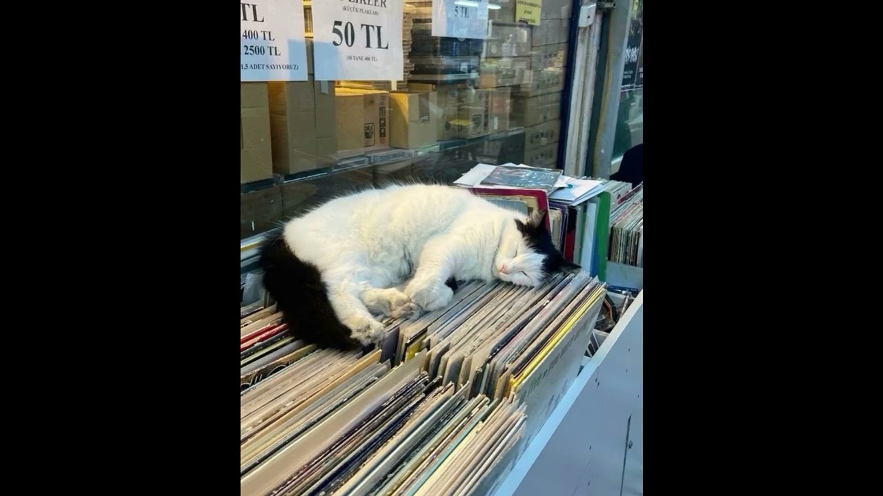 [FREE] emo plugg type beat 