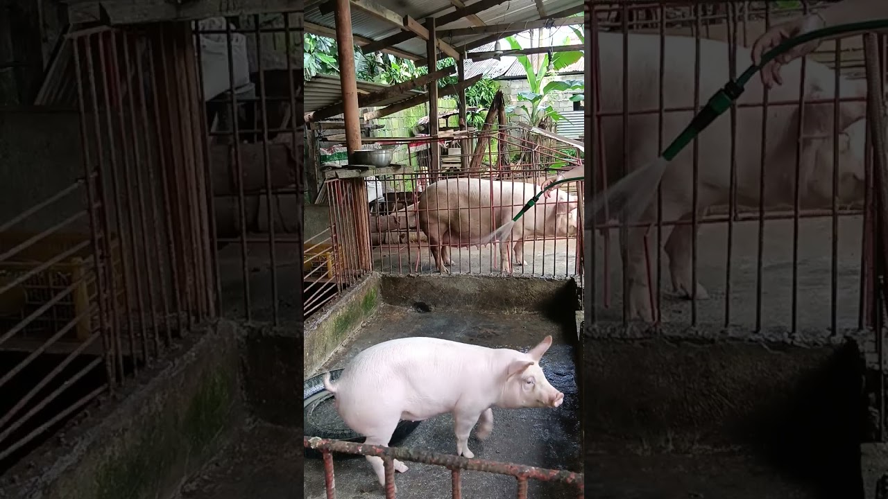 Linis + pakain sa alaga 