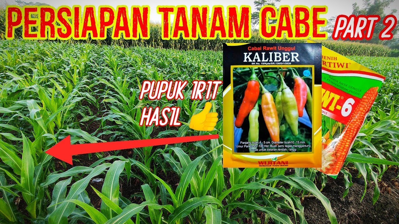 PUPUK IRIT HASIL JOSS!! PERSIAPAN TUMPANGSARI CABE KALIBER @JAMKOSS TV
