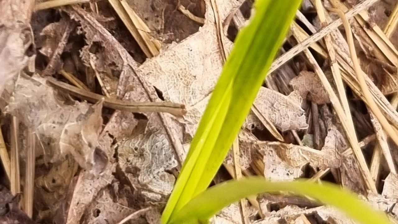 모처럼 산행에 이쁜 서반ㅡ청이좋은 산반을보앗내요.^~^