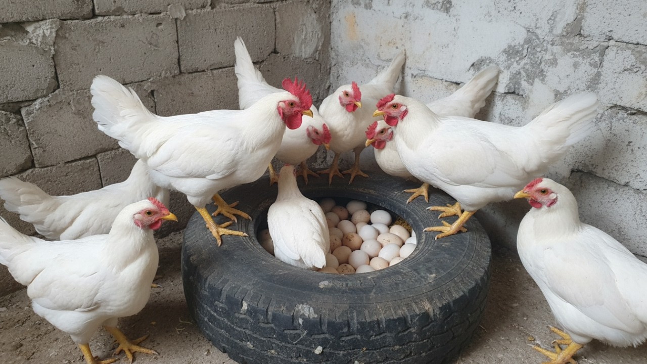 Amazing Egg Harvest! Chicken Nest Packed with Fresh Eggs.