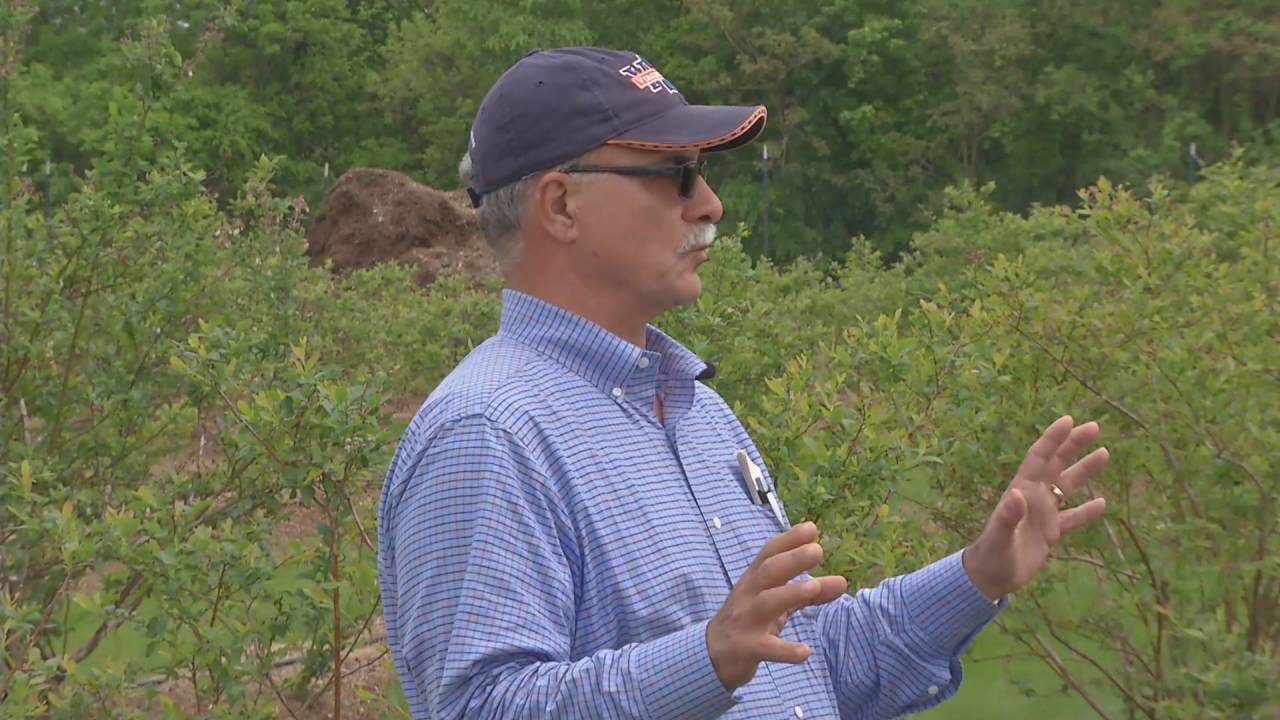 From the Ground Up - Growing Blueberries