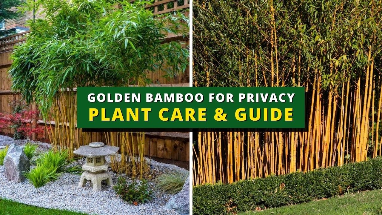 Golden Bamboo for Privacy Plant Care & Guide - Golden Bamboo Care, Prunning, Potting & Repotting
