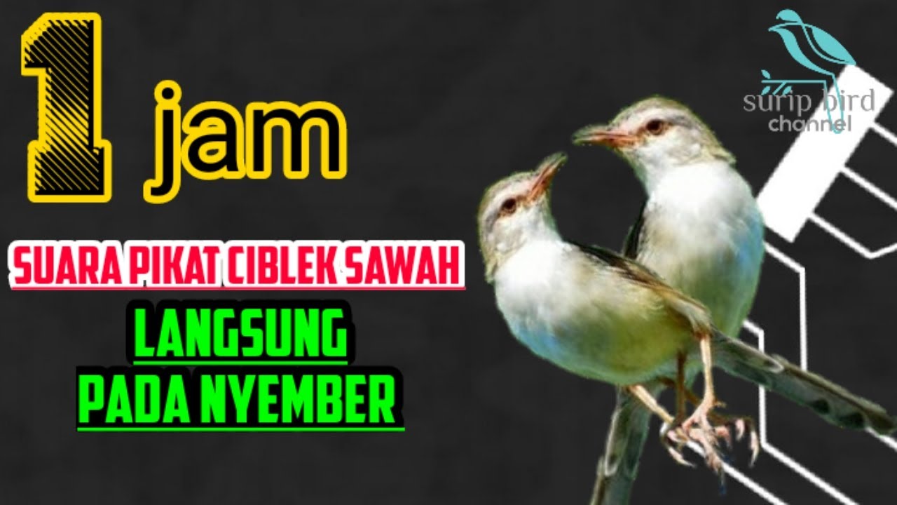1JAM SUARA PIKAT CIBLEK SAWAH PALING AMPUH LANGSUNG PADA NYAMBER