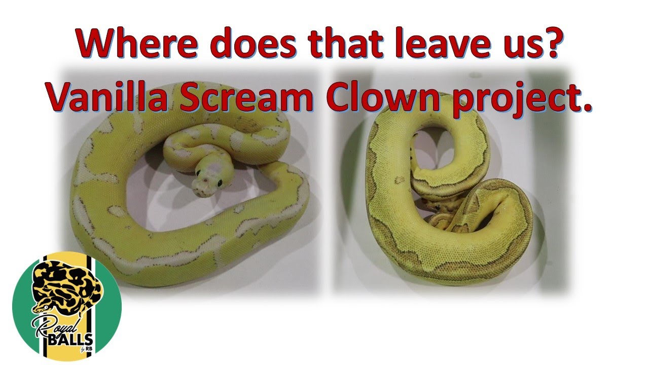 Breeding Ball Pythons; Where does that leave us?