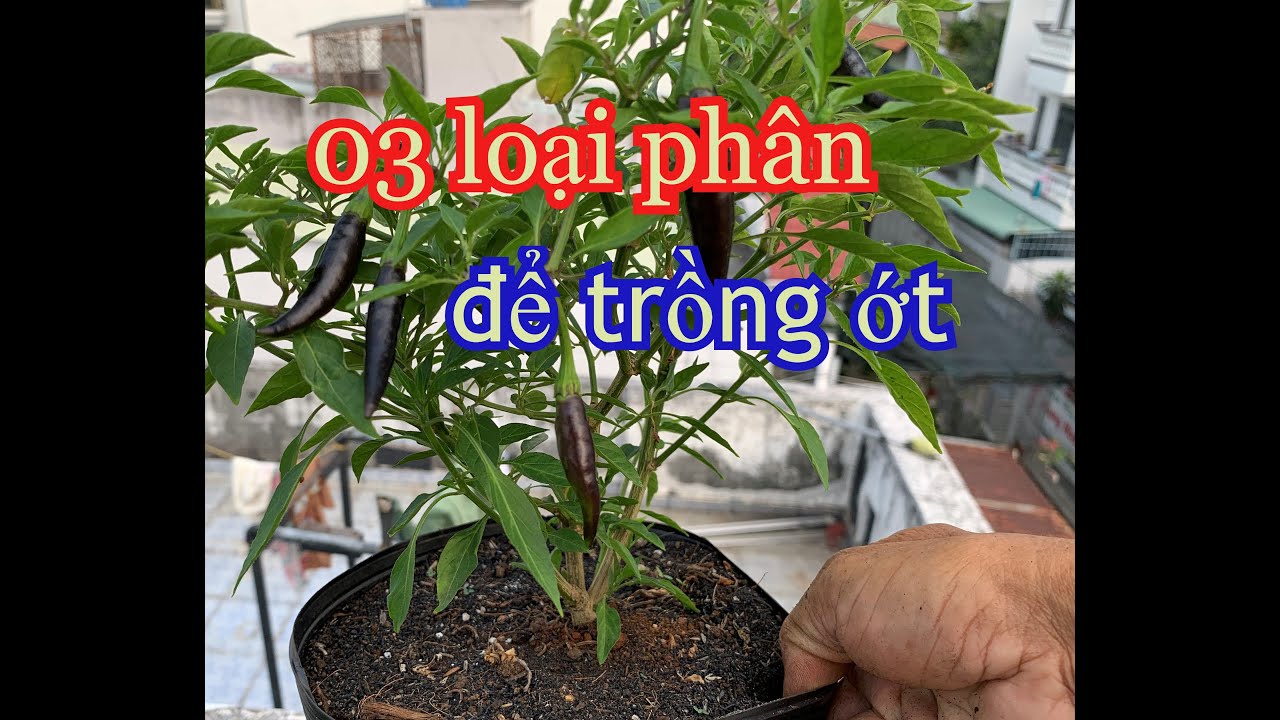 03 loại phân dùng cho ớt trồng chậu nhỏ | THÍCH TRỒNG CÂY TV