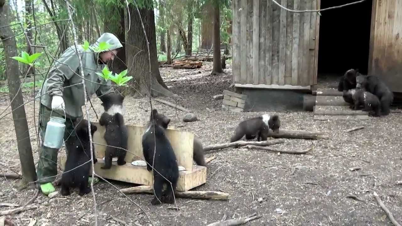 Пажетнов Вася и медвежата Pazhetnov Vasya & bear cubs